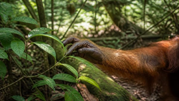 Orangutans eat medicinal plants in patterns that suggest self-medication