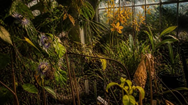 Modern datasets reveal why certain non-native species thrive while others fail, answering a 150-year-old question.