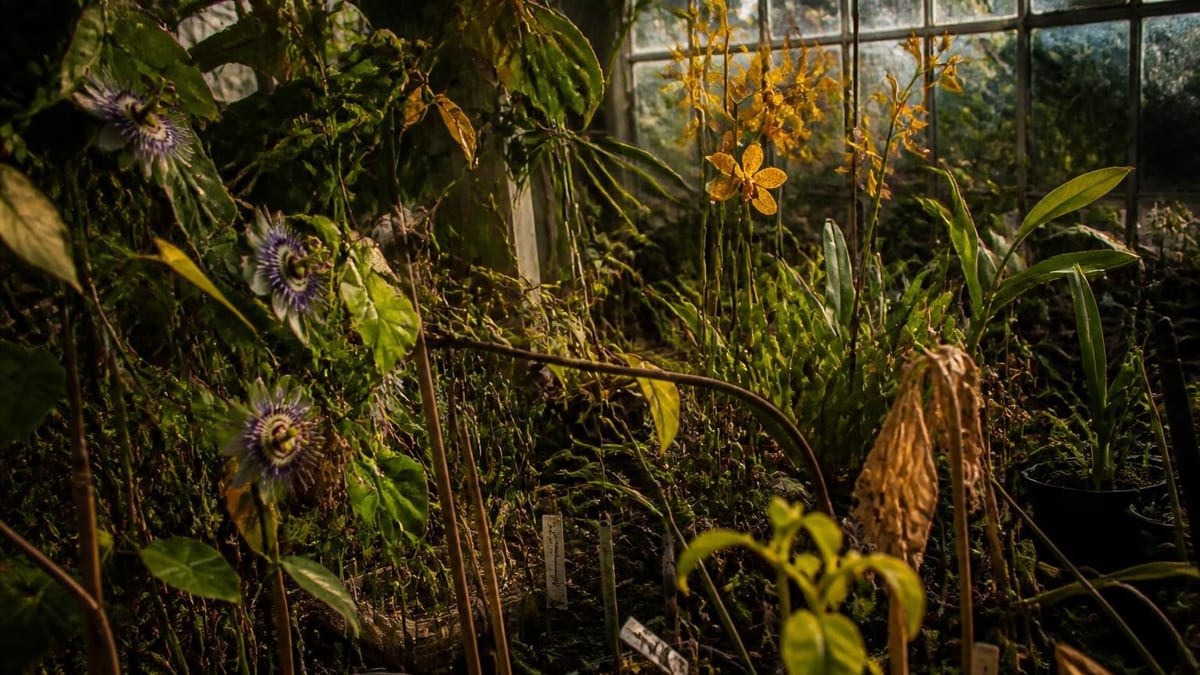 Modern datasets reveal why certain non-native species thrive while others fail, answering a 150-year-old question.